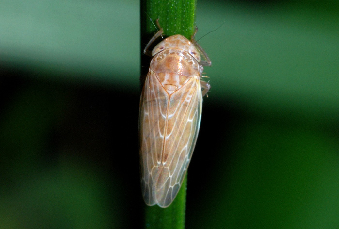 Cicalellidae (Thamnotettix sp.?)